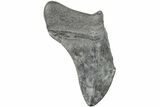 Partial Megalodon Tooth - South Carolina #194043-1